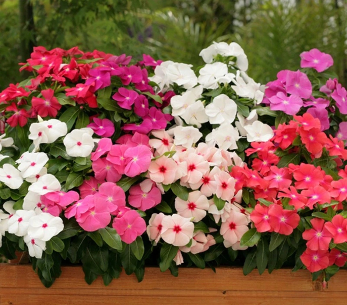 【玫红】长春花（天天开）