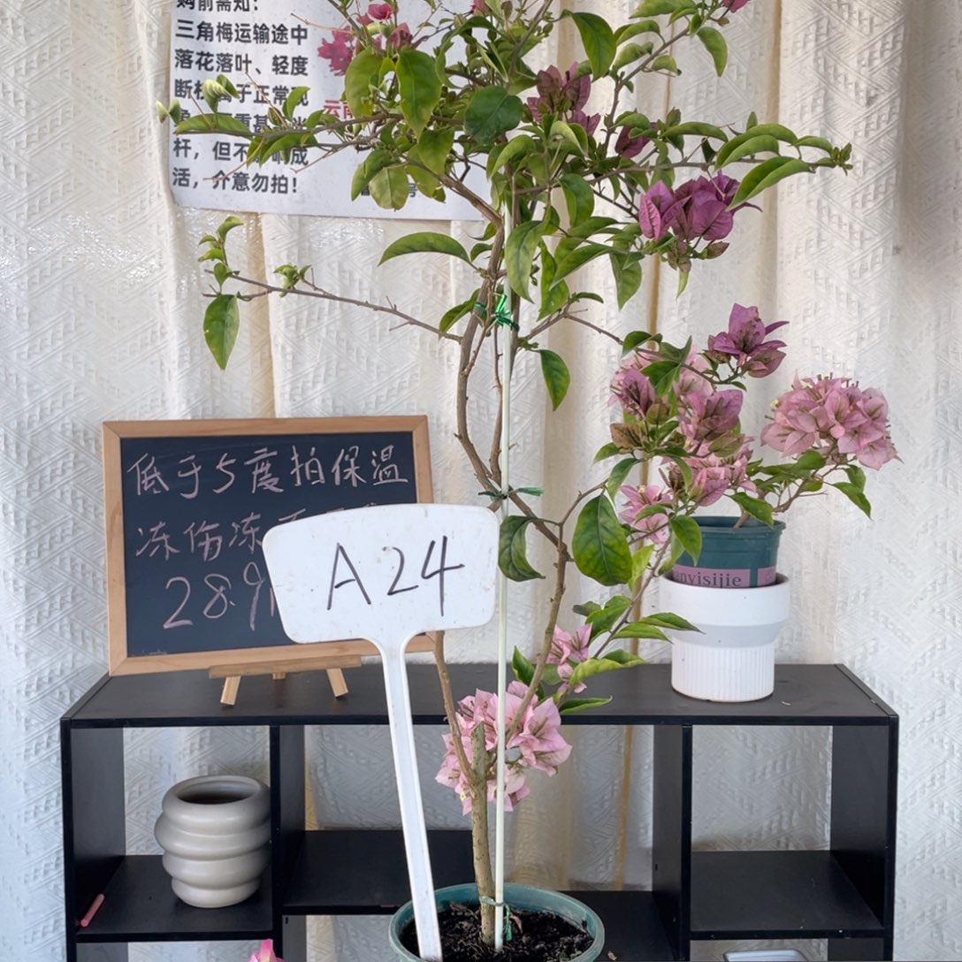 酱***-全部花朵塞弗里A24
