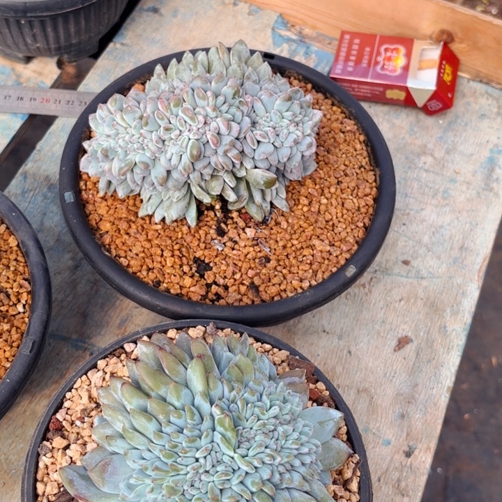 你那个给大嫂发个广告