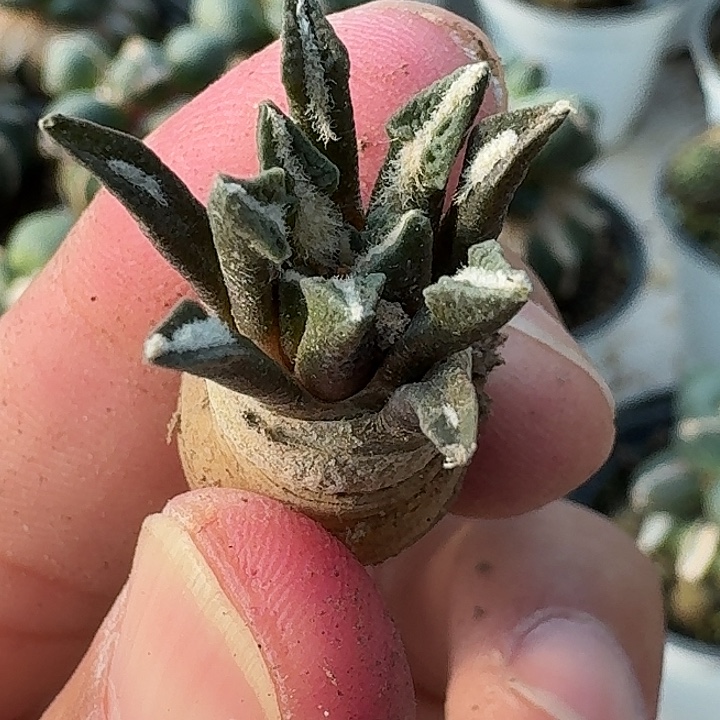 无花朵实生黑牡丹579