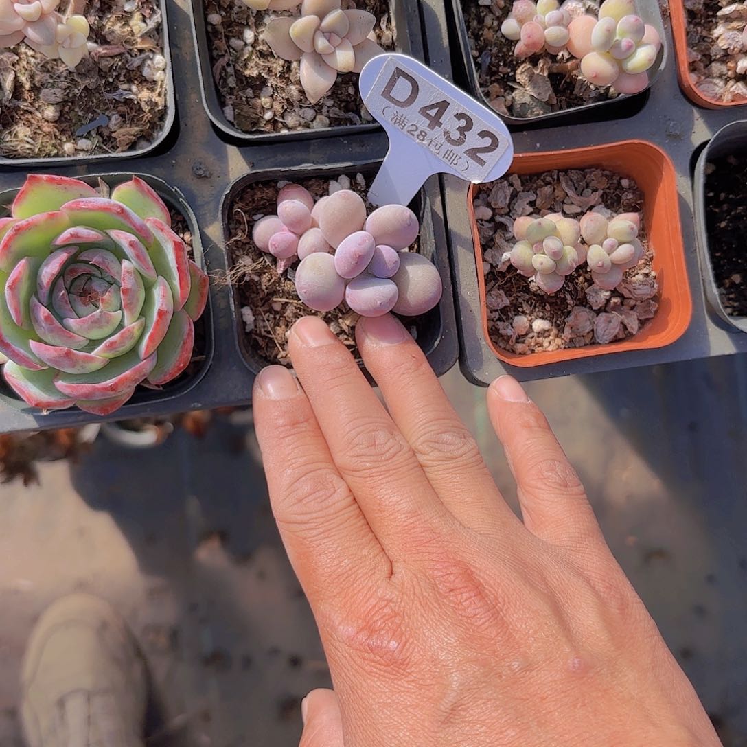 D432彩虹一物一拍