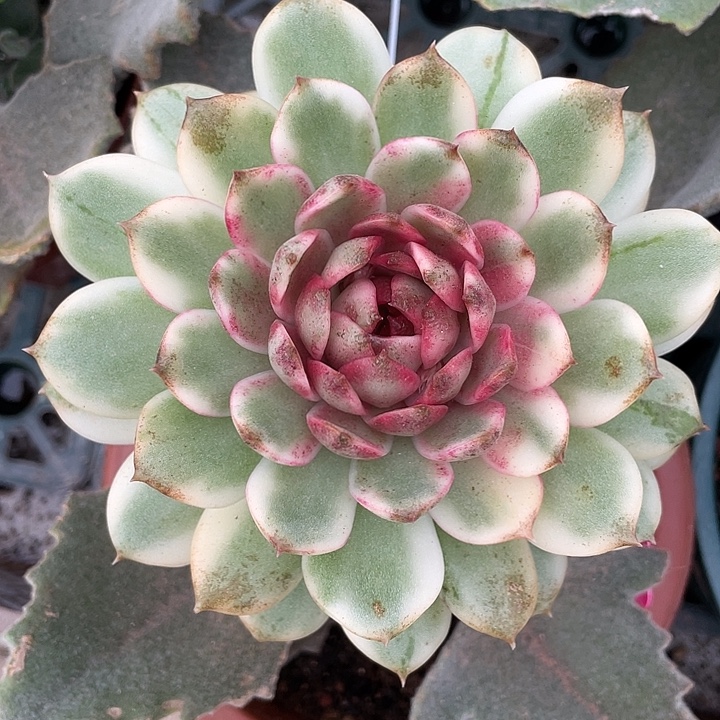 糖心绿水晶锦一物一拍锦龙