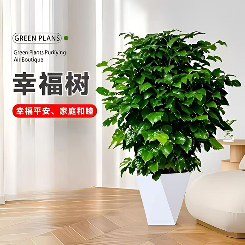 70-80cm控根幸福树观叶绿植 配白色菱形盆