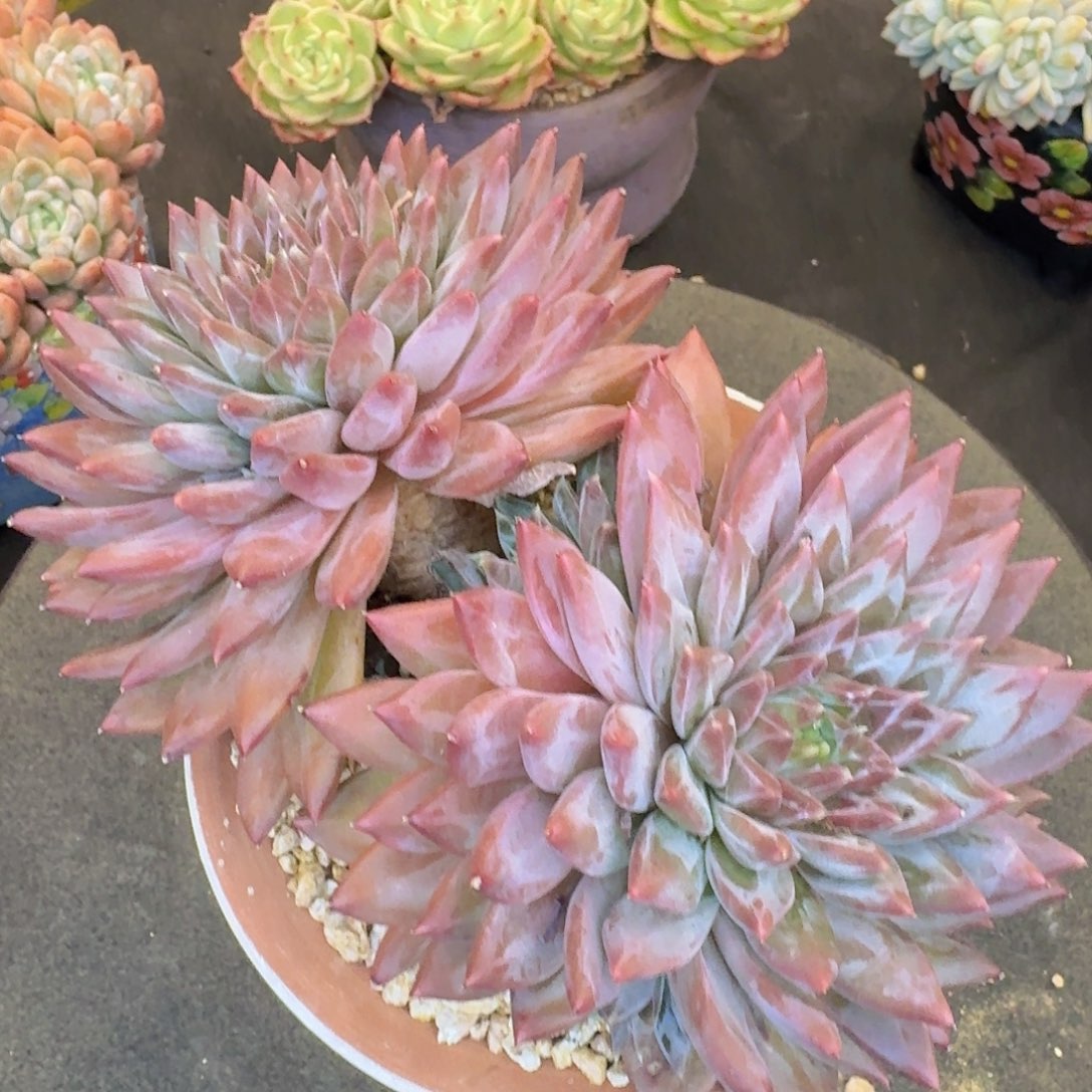多肉植物和植物的生长发育和生长