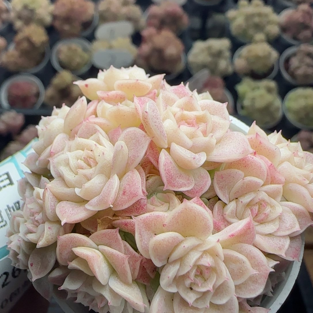 花语逸镜0226-475