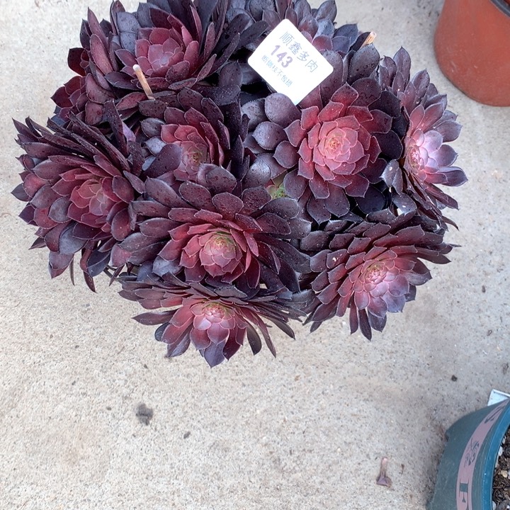 143黑同多肉植物