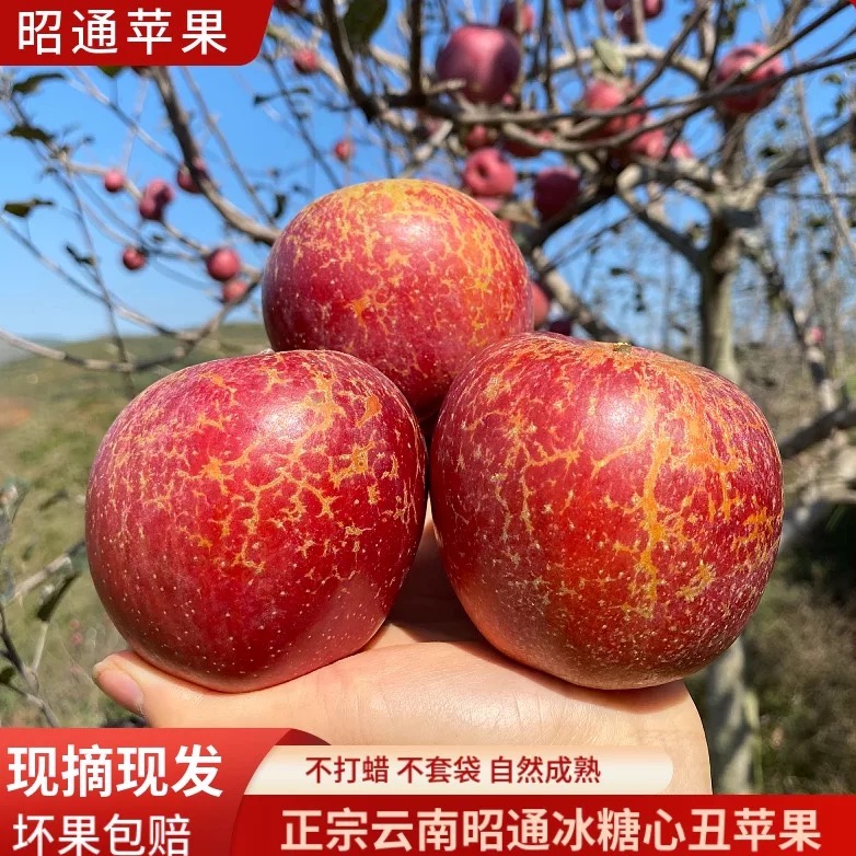[中熟201苹果8甜2酸]2025云南昭通高山农家自种丑苹果新鲜现摘