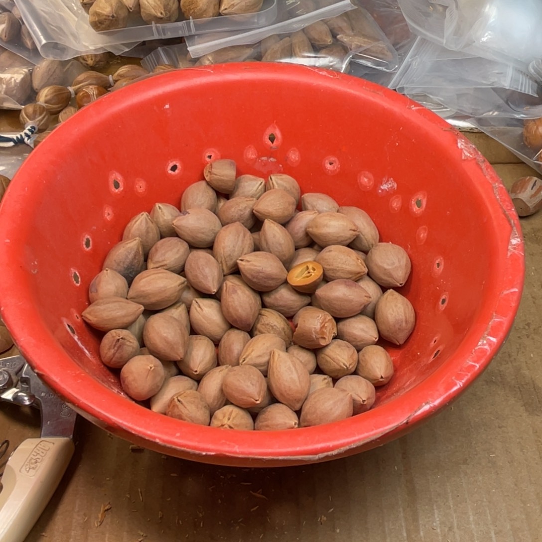 陈***希橄榄核手串/手链1斤