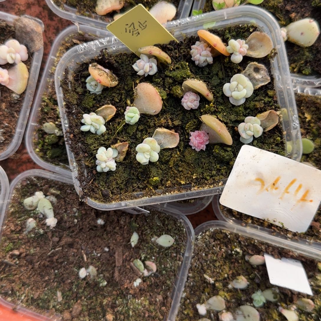 2个容止芝麻穴满25包邮