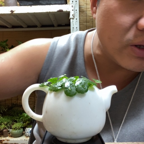 红陶一物一拍所见即所得205