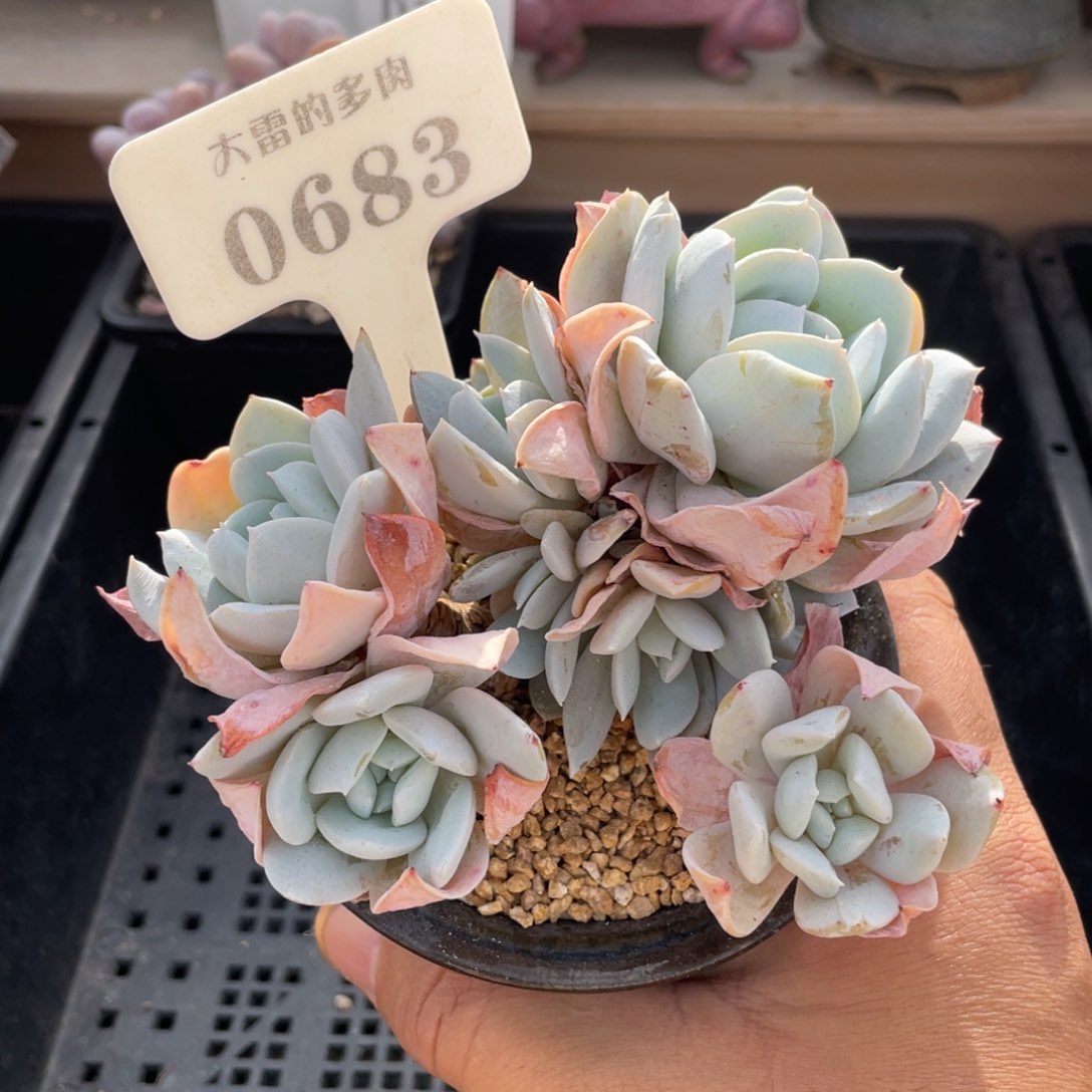 0683雪特不带盆11厘米