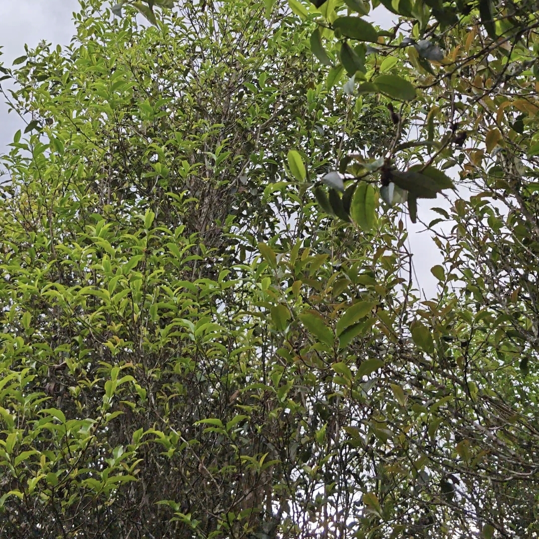 荒野大树 自家茶园 哀牢山西坡古树茶园 手工茶 散茶