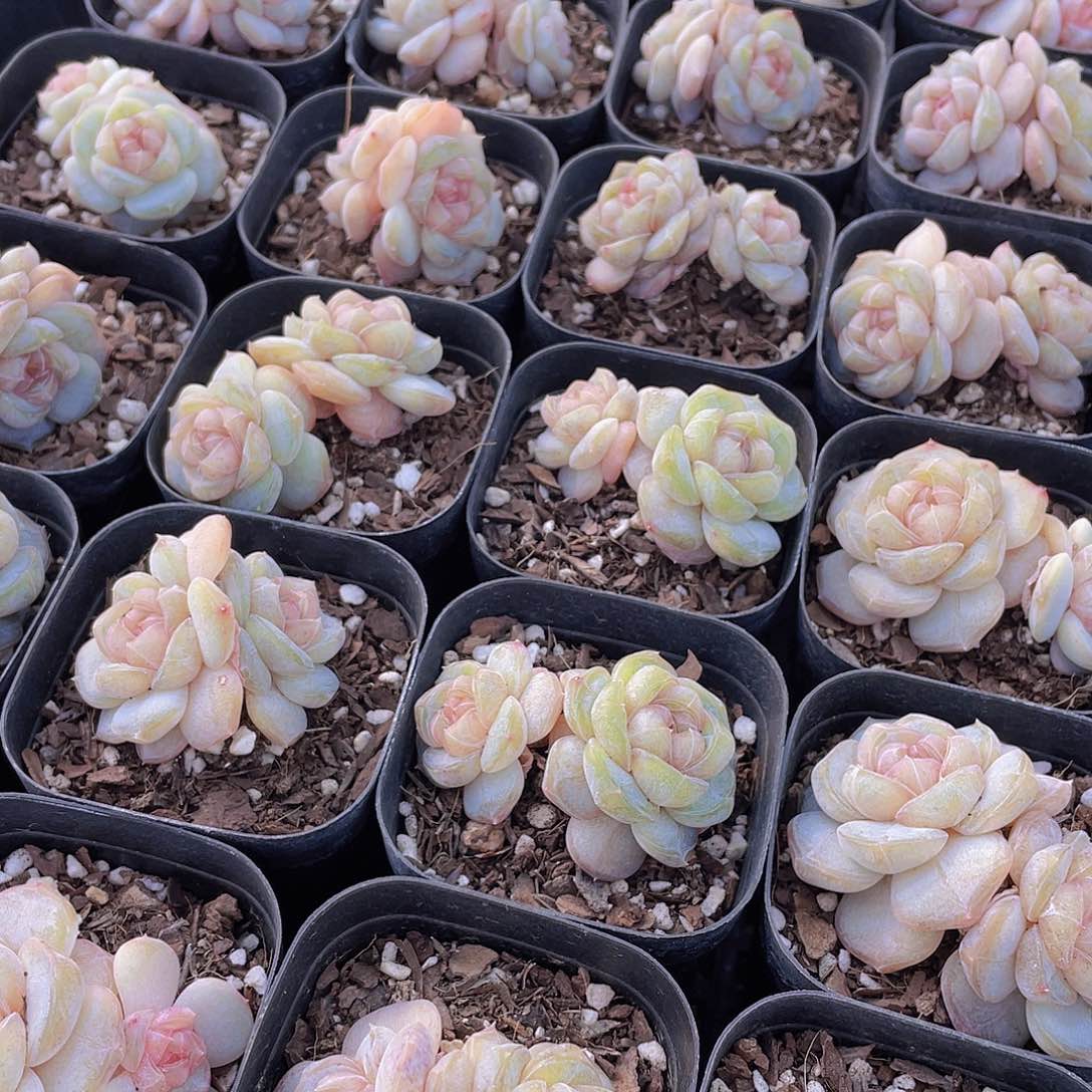 量拍65号 糖心白兰地双头一个