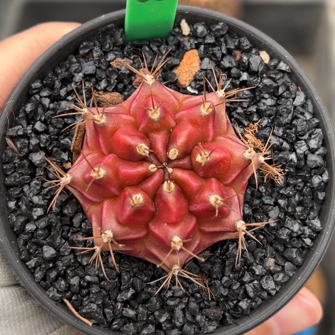 泰系实生皮色球H63