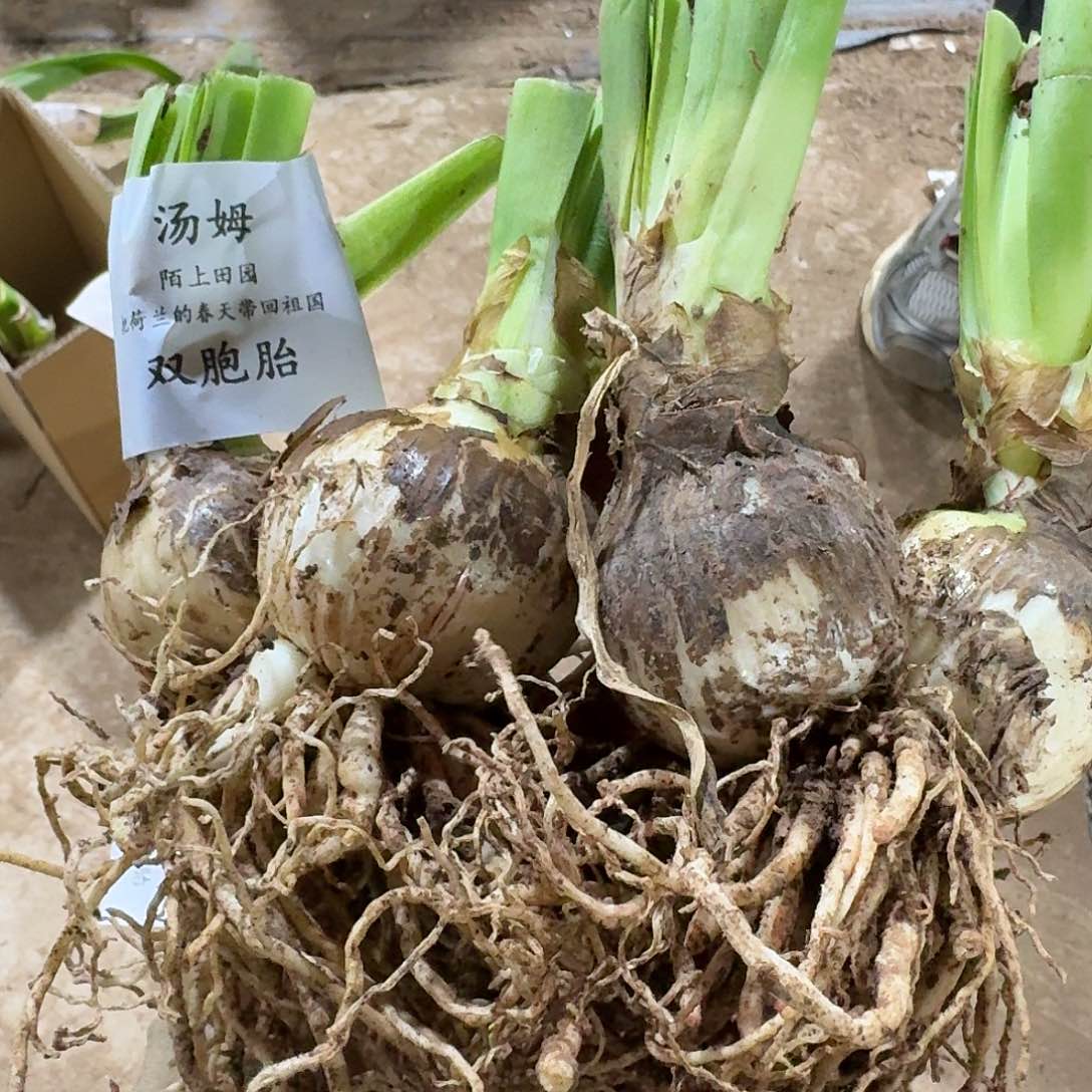 汤姆双胞胎朱顶红