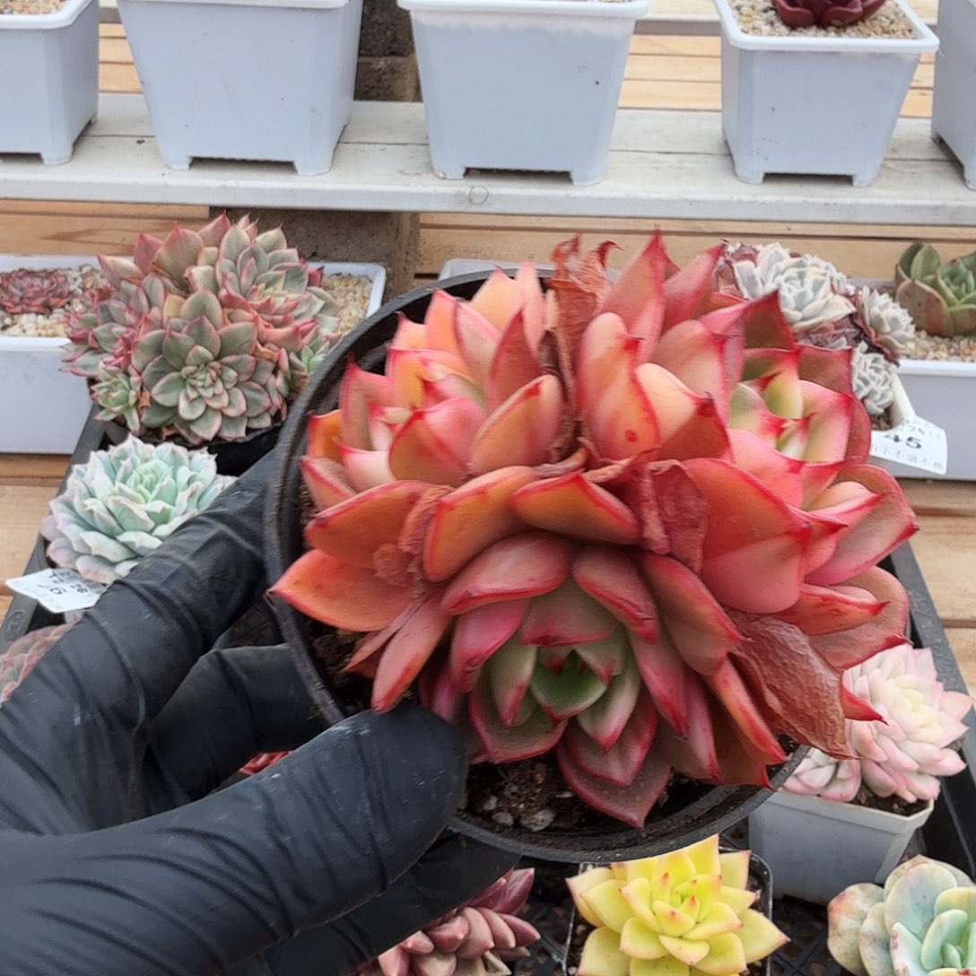 1226-48弗朗明戈锦