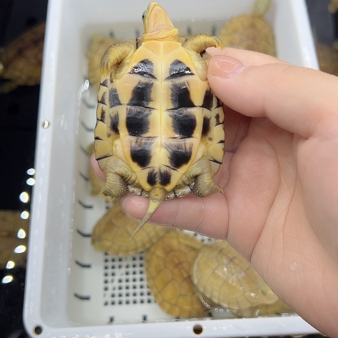 H***g宠物龟不分公母加温包