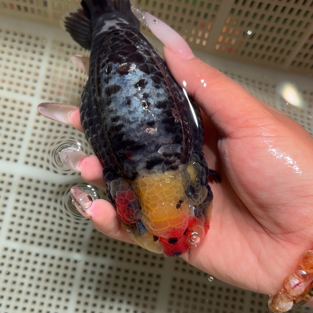 ****金鱼拍包装包邮，不拍包装运费到付