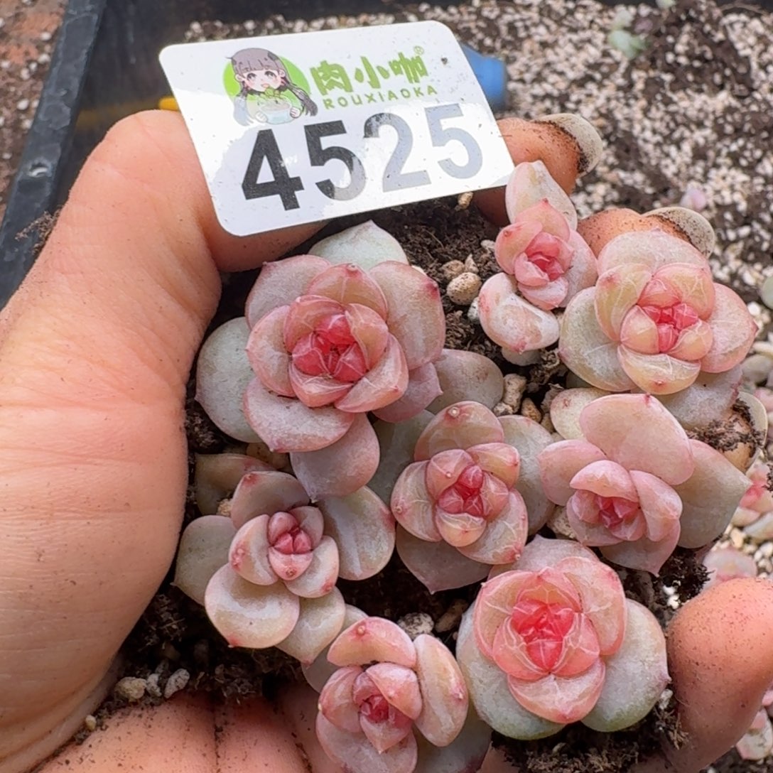 多肉植物多肉植物