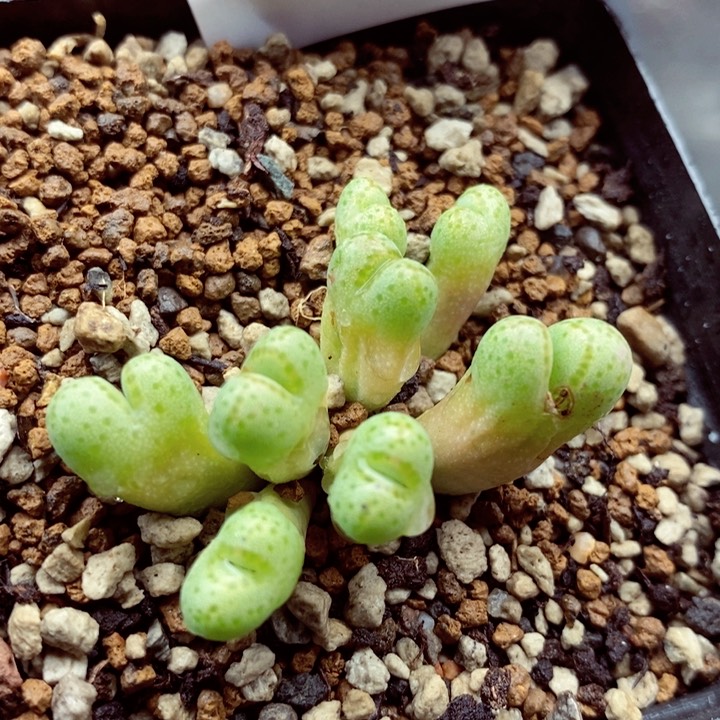 我的小姐姐们都是我的292