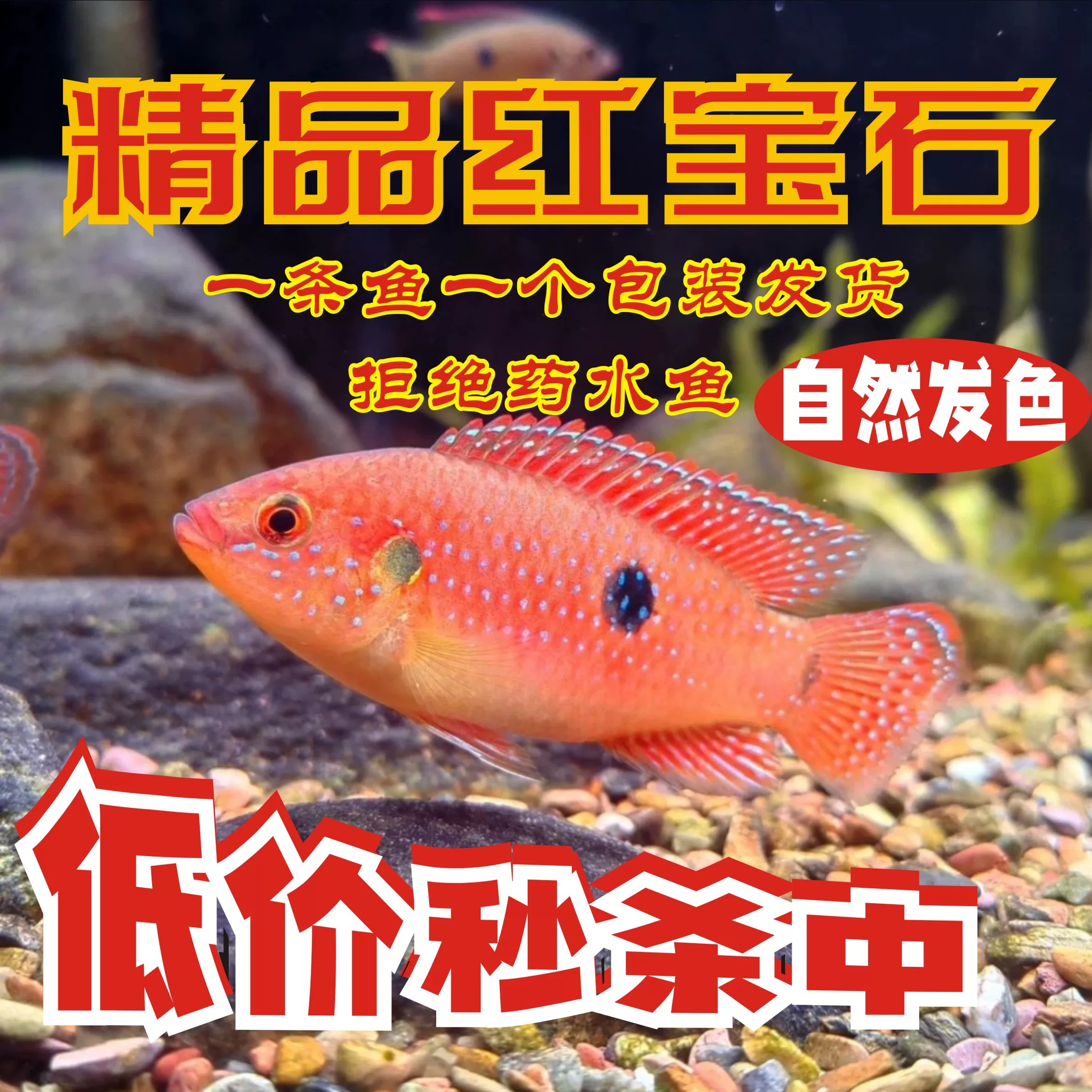 红宝石鱼热带观赏宠物小型鱼活体鱼血钻凤凰三湖短慈鲷球体活体鱼