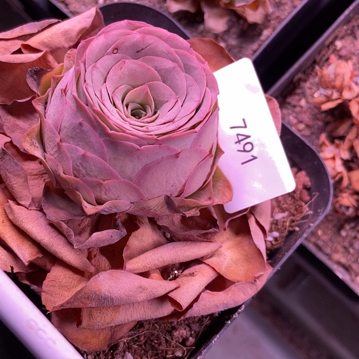 一***阳7491山地玫瑰花亲