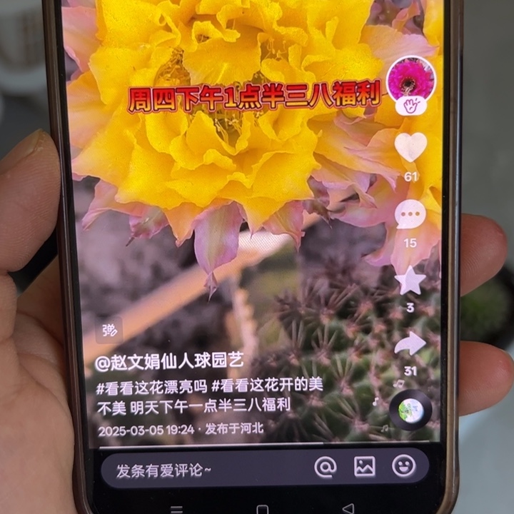 无花朵仙人球侧芽cc187