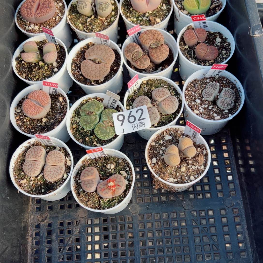 无花朵华**哥我很喜欢这个J962