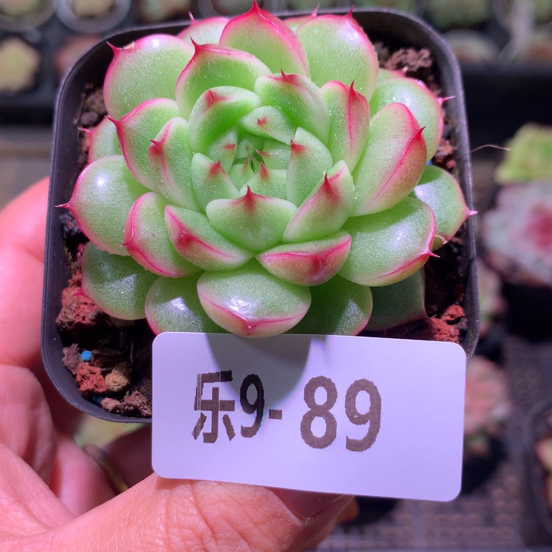 乐然 9-89 海王单头 