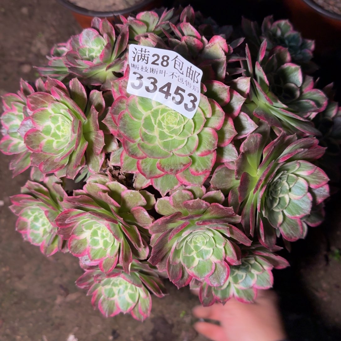 33453水蜜多肉植物