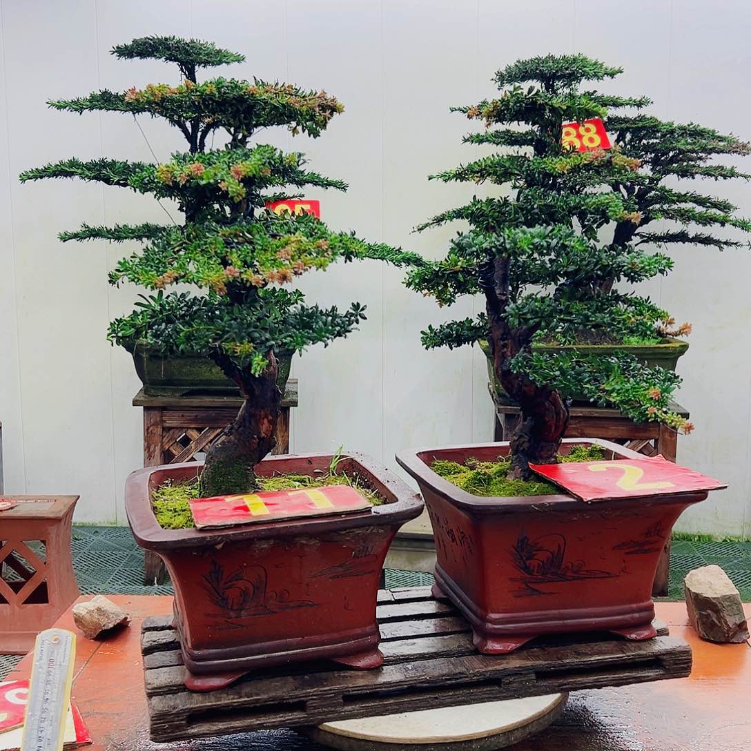不开花植物罗汉松