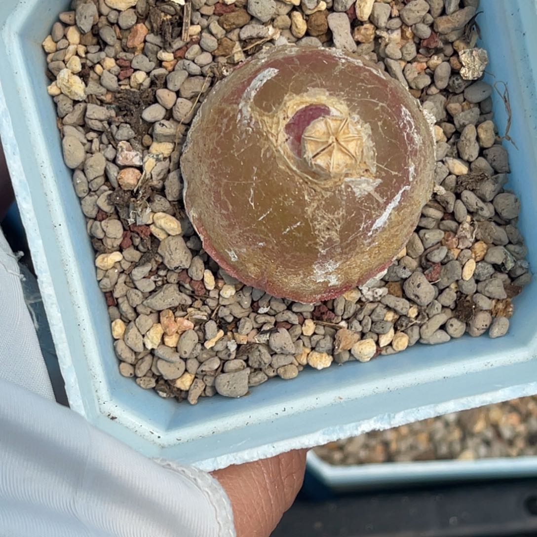 ?****床3072灯泡母本一颗