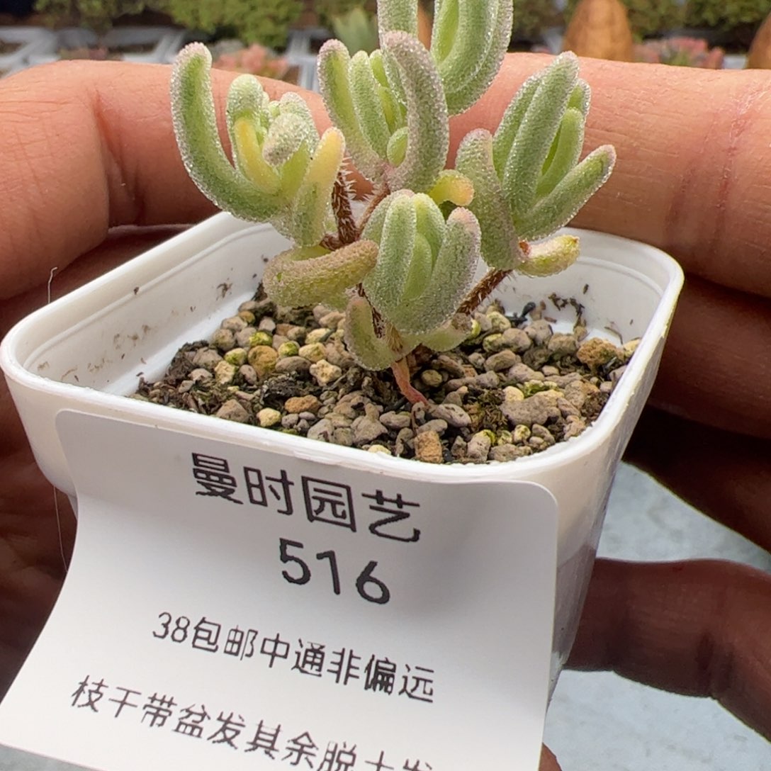 3.4锦多肉植物516