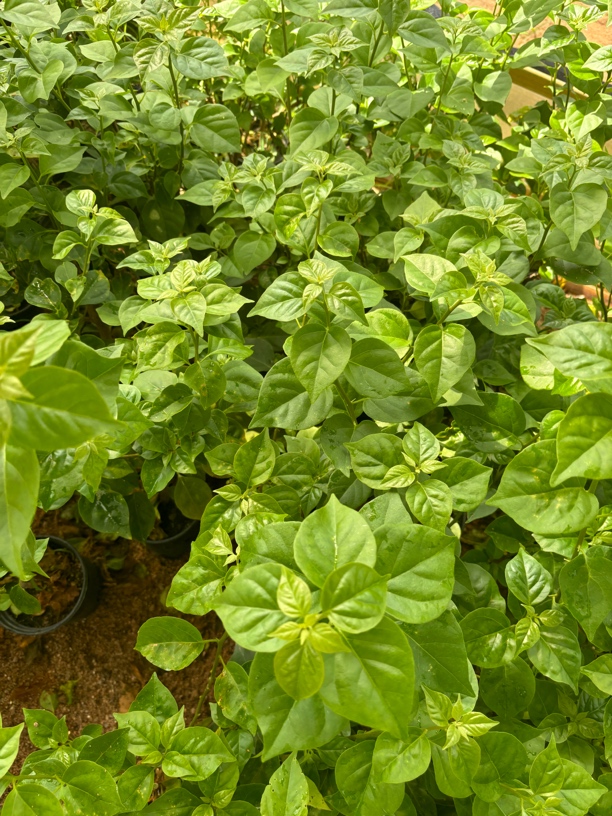 盆苗【布吉岛】勤花热门品种三角梅
