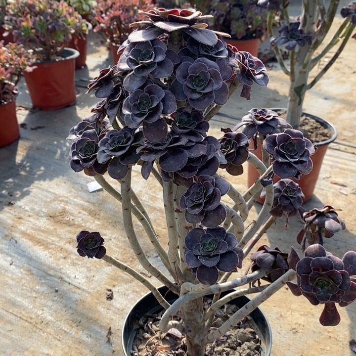圆叶6多肉植物法师的