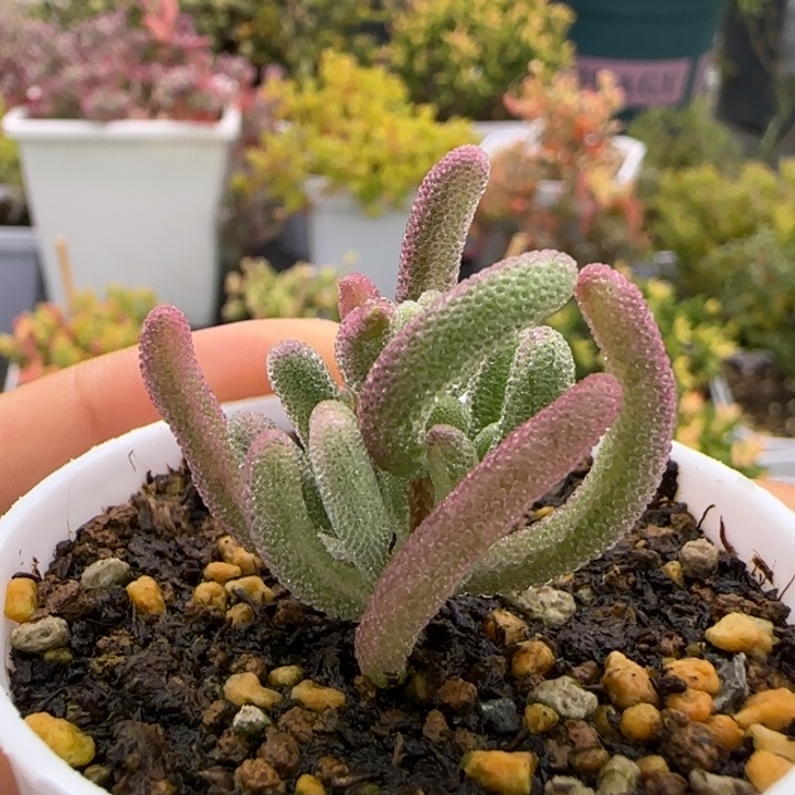 767-超紫植物枝干