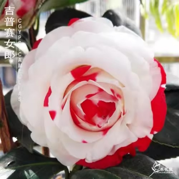 【吉普赛女郎】山茶花盆栽稀有品种
