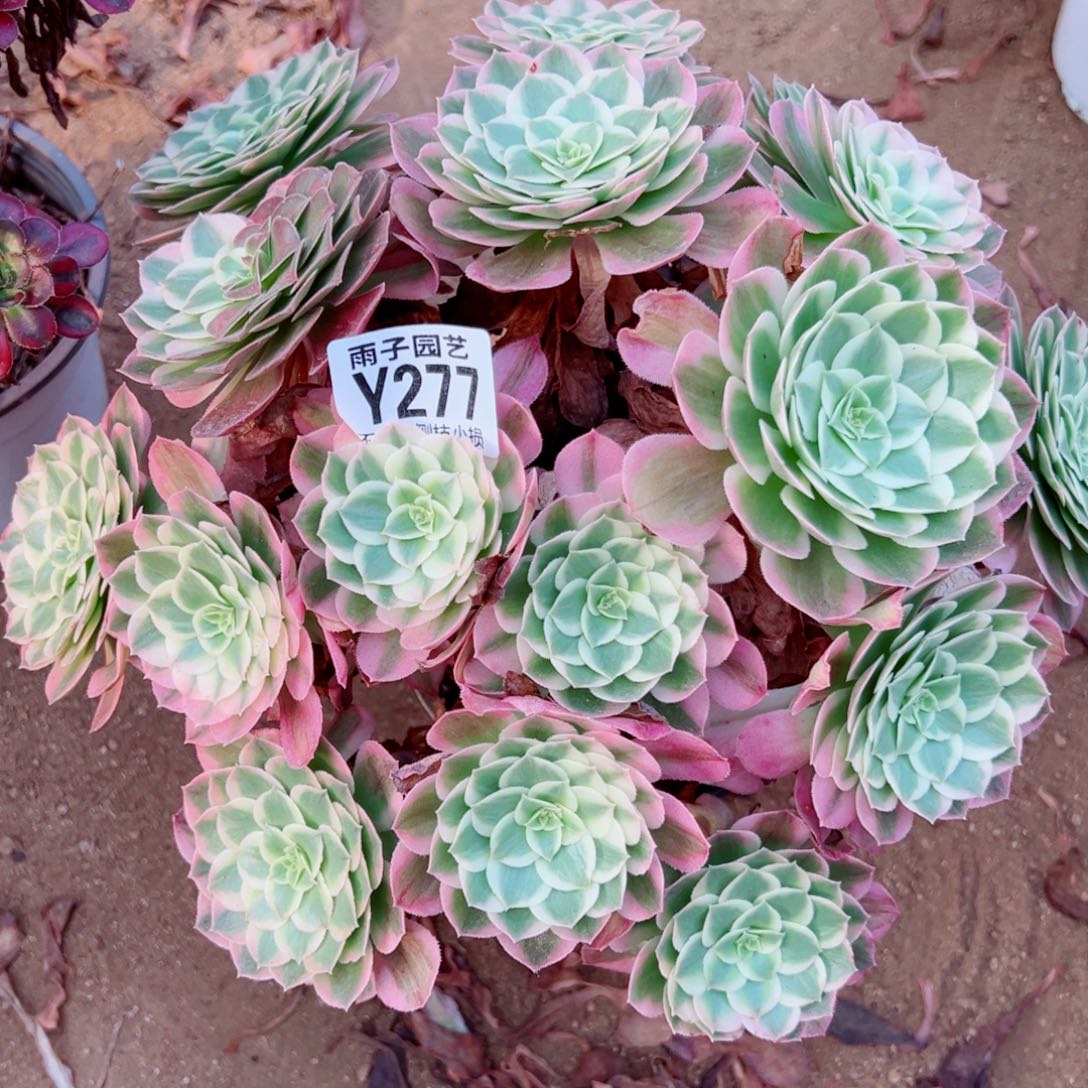 277海王尺寸30左右