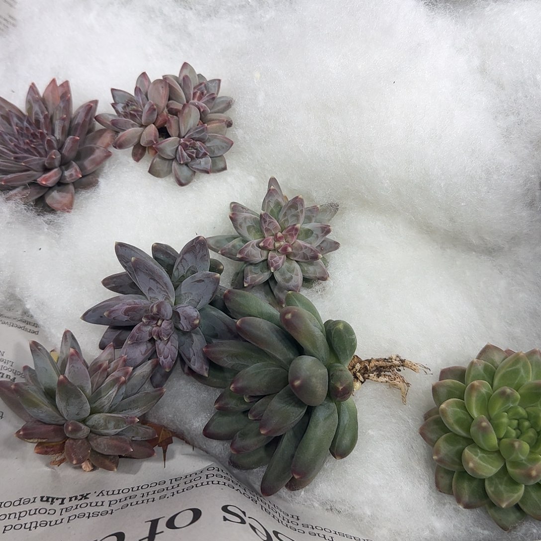 ℳ***এ秀姐多肉组合7颗发货