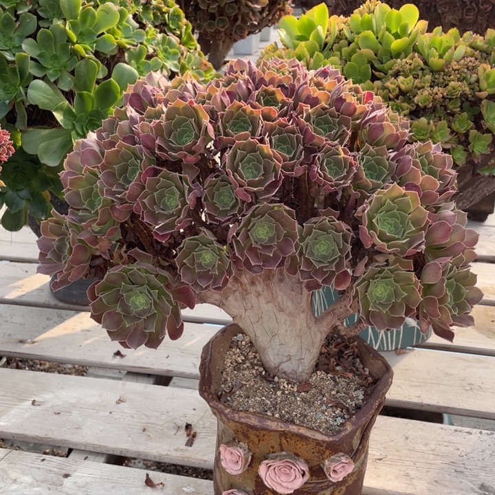 多肉葡萄和坚果的味道很