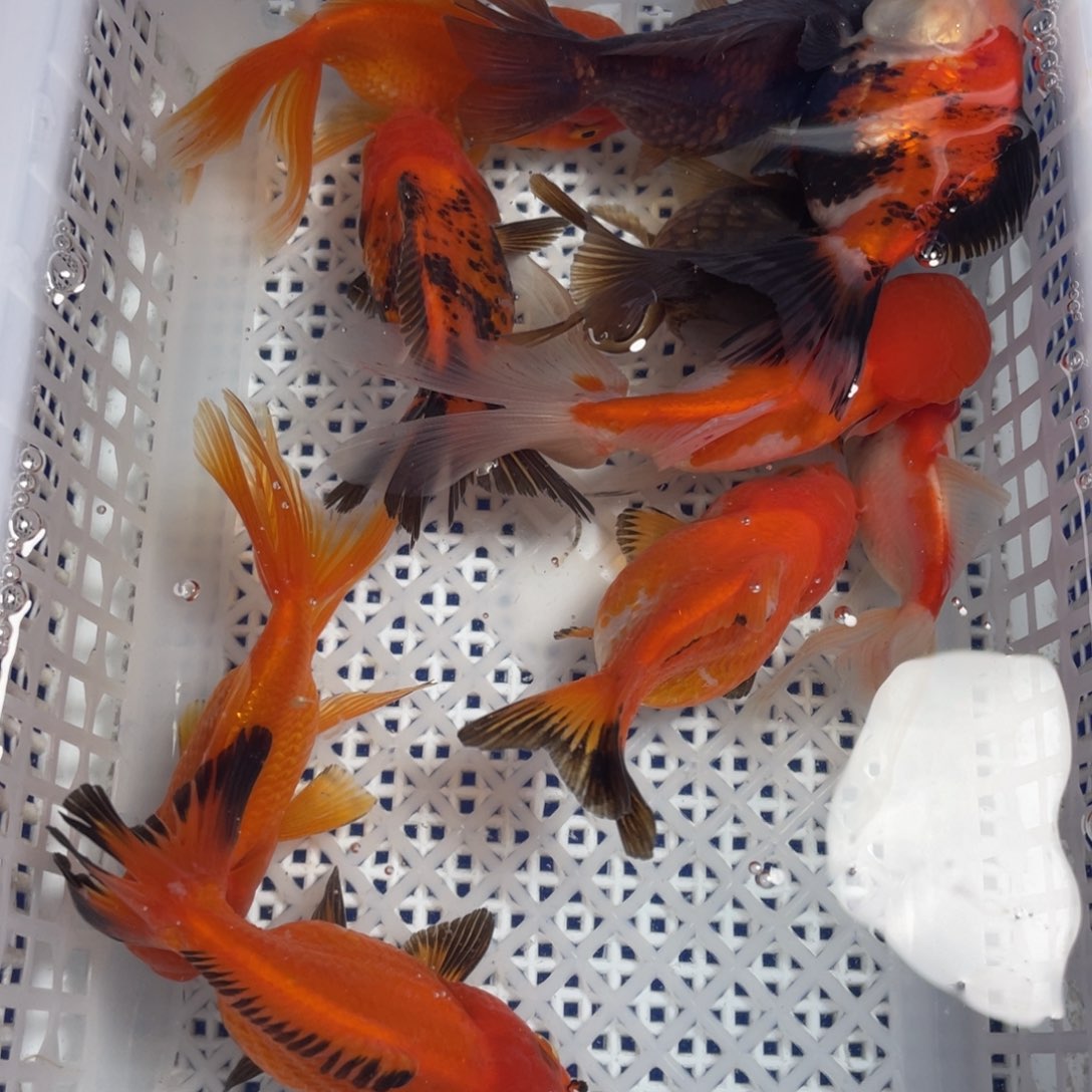 海水鱼花泰狮金鱼24