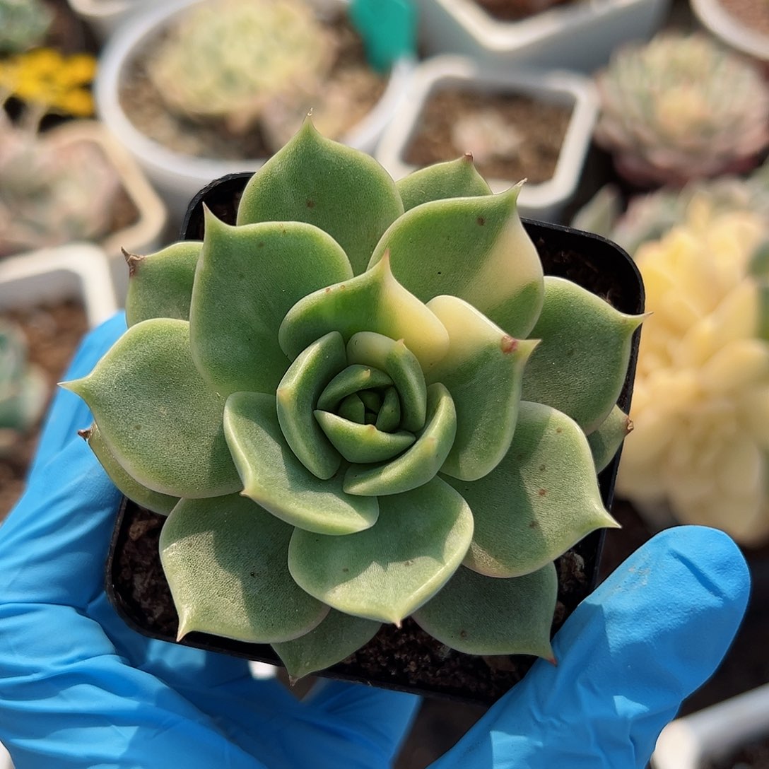 贝加尔湖锦，少锦