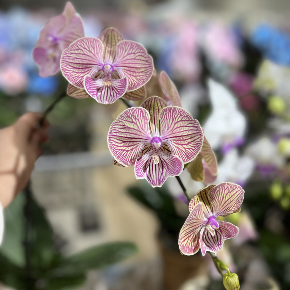 精品蝴蝶兰【桔红玫瑰】室内盆栽带花带花发货