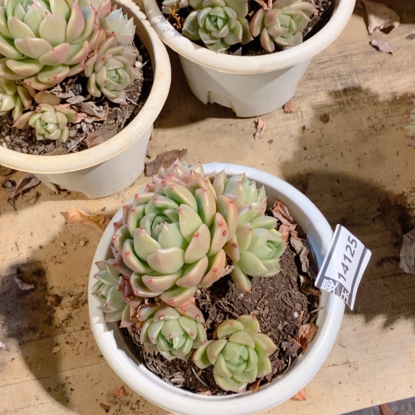 【闪购商品】白玫瑰14125