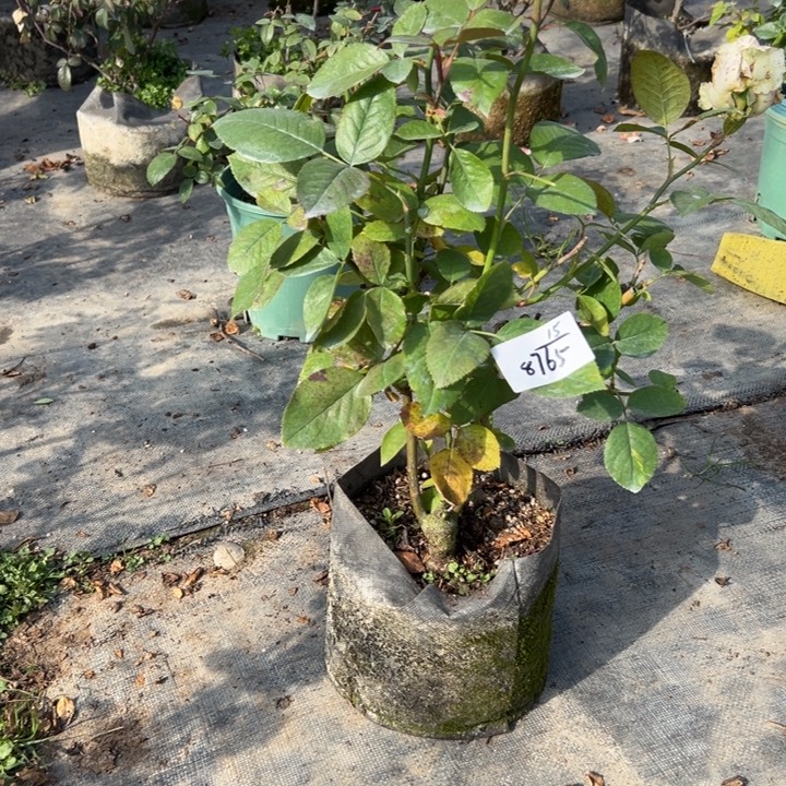 当前无花栽培后可以开花