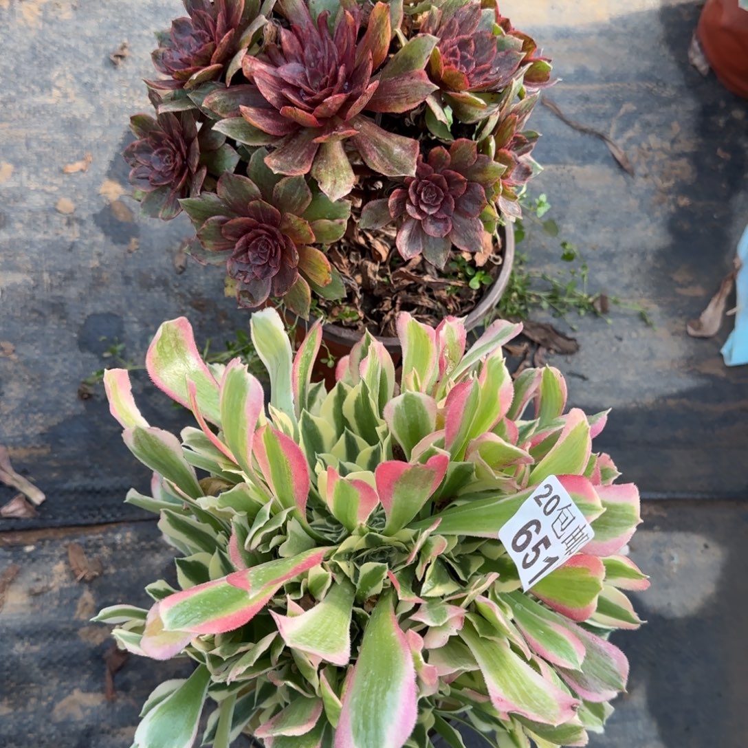 多肉402+651满20包邮断枝不包瑕疵