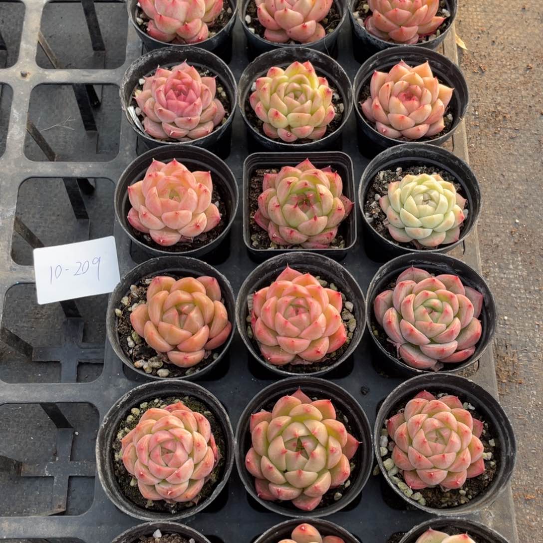 一物一拍18颗10-209