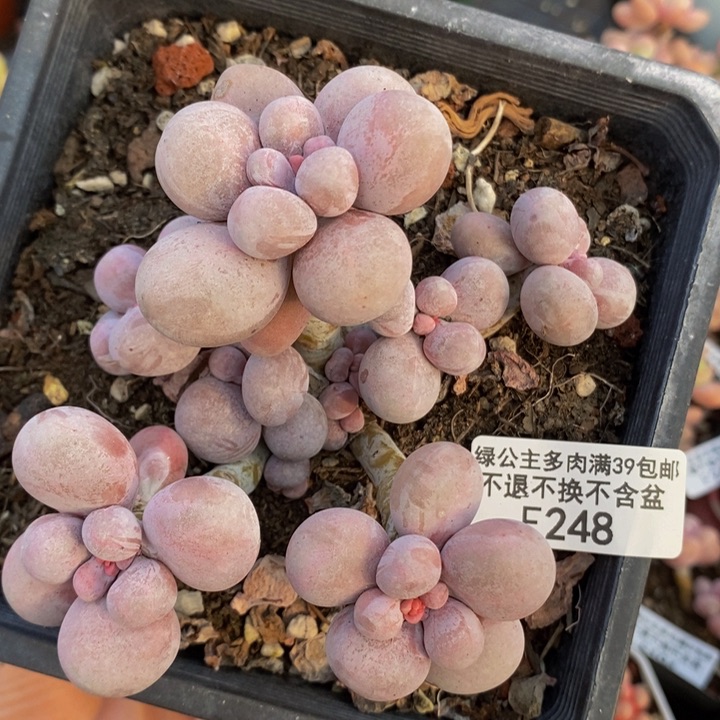 芭比奶洛10cm248多肉植物