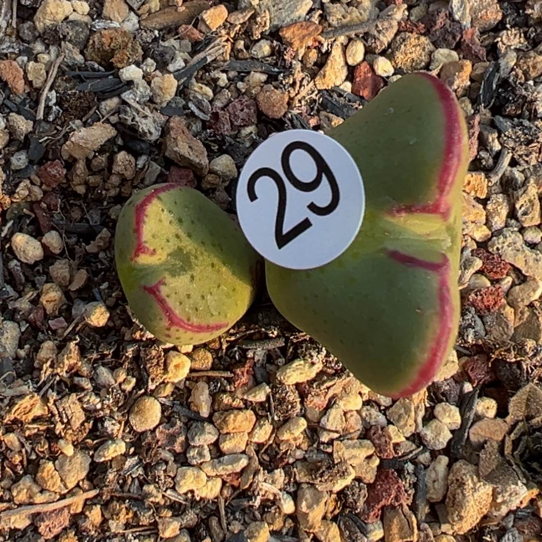 多肉植物111111111111111