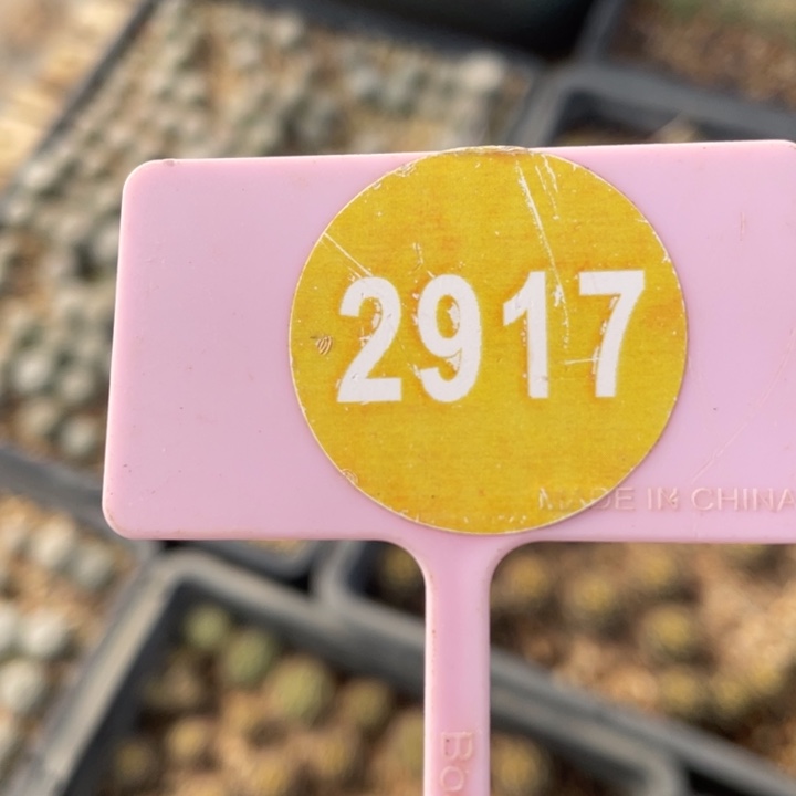 仙人球2棵0234-29170000